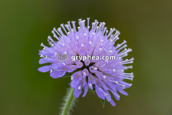 Scabieuse (Knautia arvensis, Caprifoliaceae) - gryphea.org